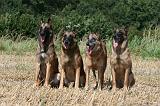 MALINOIS 945